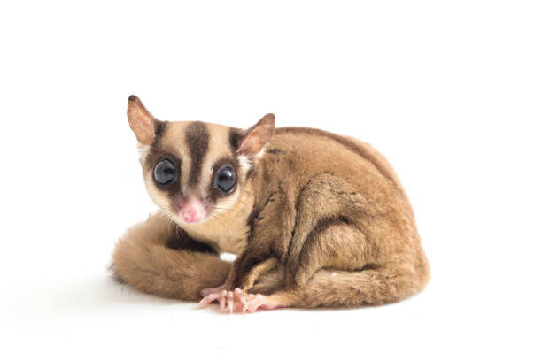 Sugar glider  Petaurus breviceps  on white background Sugar glider  Petaurus breviceps isolated on white background marsupial stock pictures, royalty-free photos & images