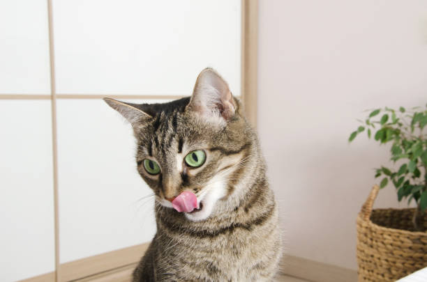 istock Favorite funny pets. Striped cat licks tongue, selective focus 1368717225