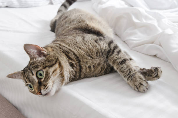 istock Beloved cat collapsed on the bed and looks away, selective trick 1368717234