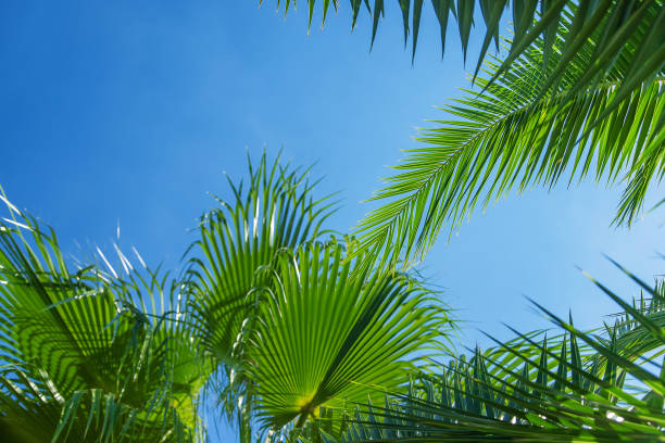 istock Palm leaves against the sky. Selective focus. 1368717242