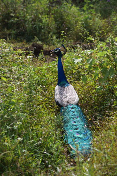 istock Wild Peacock in Sri Lanka 1368718024