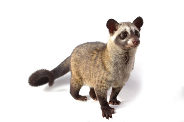 1,275 Civet Cat Stock Photos, Pictures & Royalty-Free Images - iStock | Civet cat china, Civet cat cage 1,275 Civet Cat Stock Photos, Pictures & Royalty-Free Images - iStock | Civet cat china, Civet cat cage