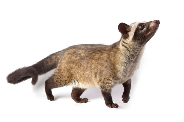 istock The Asian palm civet cat isolated on white background 1368719390