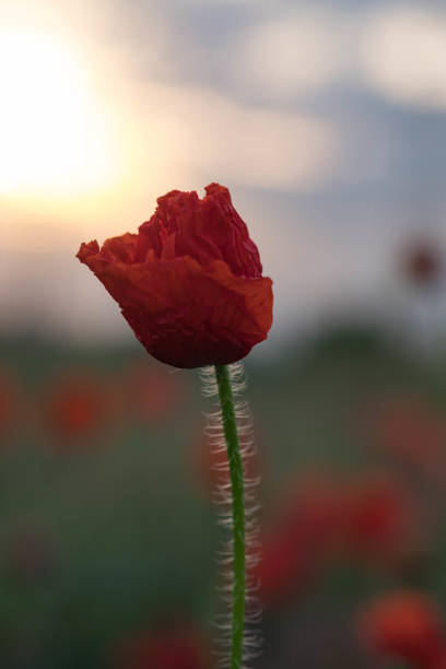 istock Red poppy illuminated by the rising sun 1368719978