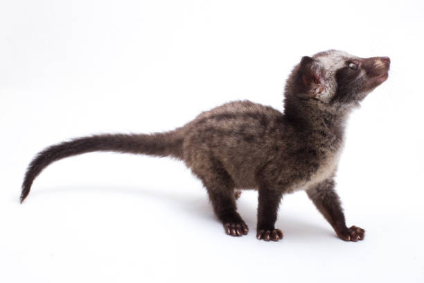Young baby asian palm civet or luwak cat Paradoxurus hermaphroditus on white background
