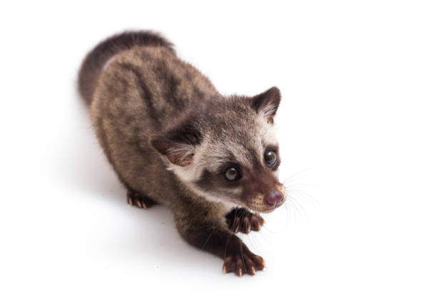 istock Young baby asian palm civet cat isolated on white background 1368721106