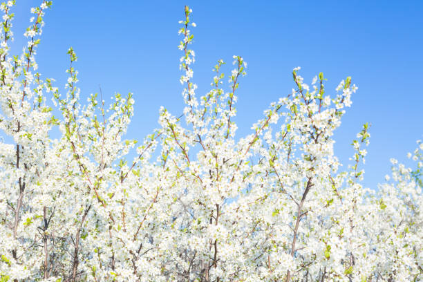 istock Flowers of the cherry blossoms on a spring 1368721127