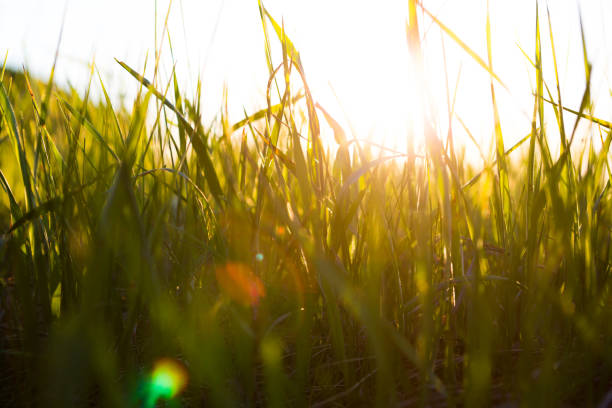 istock Yellow grass close up at sunrise or sunset with rays 1368721477