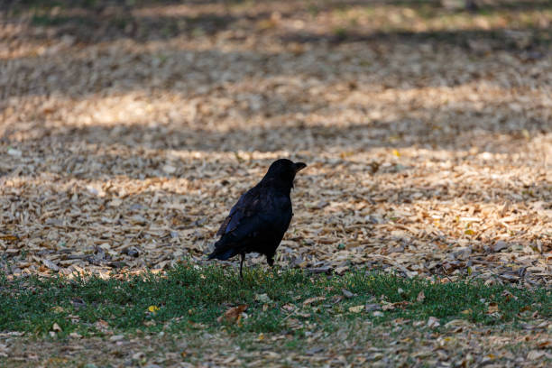 istock Crow on grass field in park 1368722153