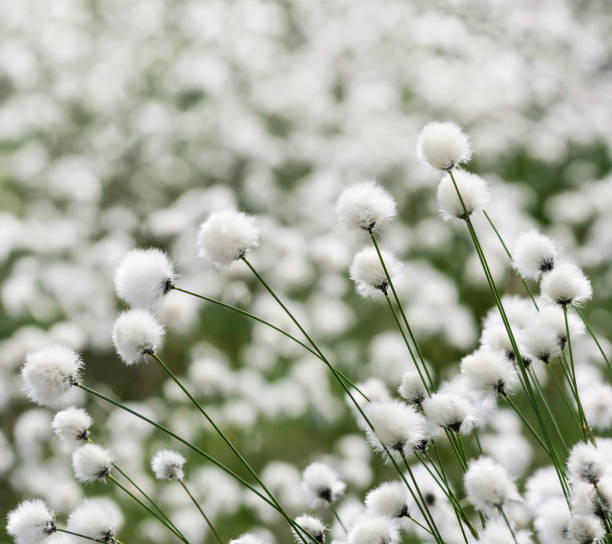 istock Arctic cotton in the swamp 1368722442