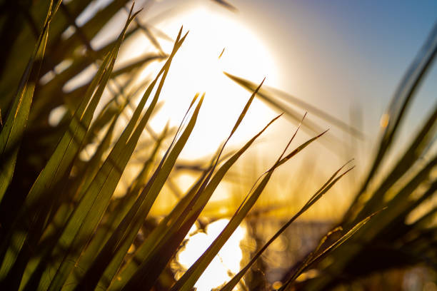 Sun setting behind tall marsh grasses close up stock photo