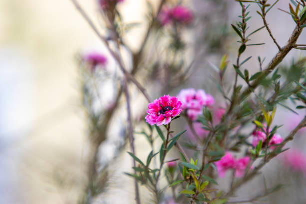 A pink Manuka Tree flowering. The tree is a common source of Tea Tree Oil and herbal medicines.