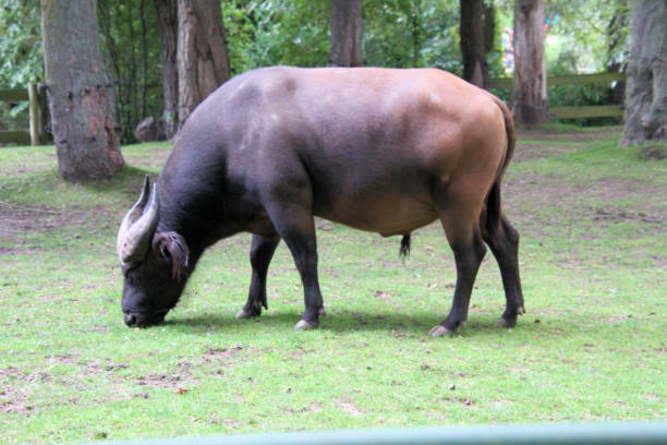 istock A close up of a Buffalo 1368724333