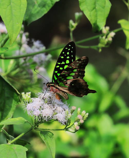 istock tailed green jay or green triangle or green spotted triangle (graphium agamemnon) in a tropical rainforest in india in summertime 1368725009