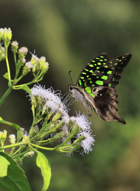 istock tailed green jay or green triangle or green spotted triangle (graphium agamemnon) in a tropical rainforest in india in summertime 1368725088