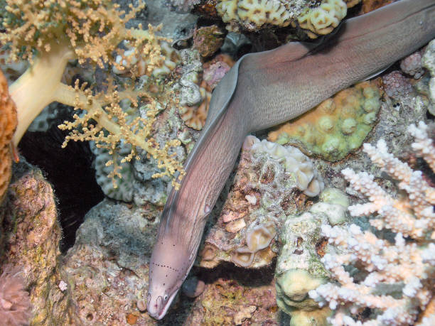 istock A Geometric Moray Eel (Gymnothorax griseus) in the Red Sea, Egypt 1368731920