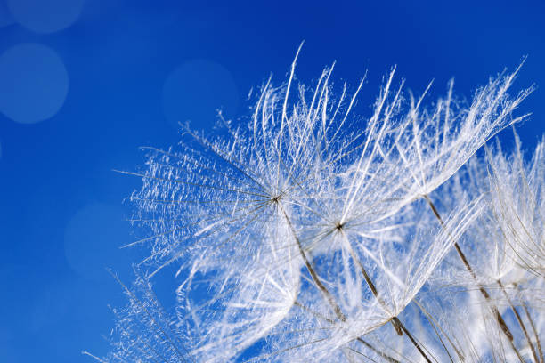 Close up macro white fluffy dandelion seeds heads with detailed lace-like patterns, natural textural flower above blue background. Abstract nature flowery background with copy space