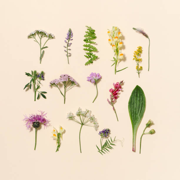 istock Minimal natural floral background with summer wild flower and grass. Botanical pattern 1368732833