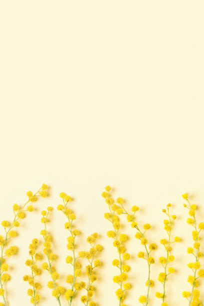 mimosa flowers close up, small branches, spring season background. fluffy yellow bloom acacia balls, springtime festive symbol. holiday concept for mothers day, 8 march, womens day. - 1599 imagens e fotografias de stock