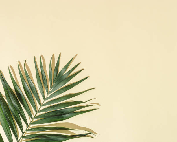 istock Natural green palm leaf with sun shade on light yellow. Summer minimal concept, beautiful daylight 1368732840