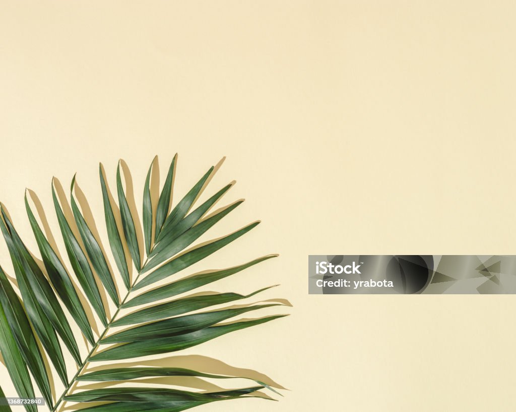 Natural green palm leaf with sun shade on light yellow. Summer minimal concept, beautiful daylight Natural green palm leaf with sun shade on light yellow background with copy space. Summer minimal concept, beautiful daylight in sunny day. Abstract Stock Photo