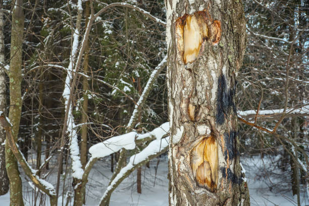 Damaged birch tree bark close-up. Snowy winter stock photo