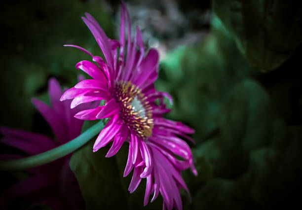 istock The Barberton Daisy Is Pretty In Pink 1368733511