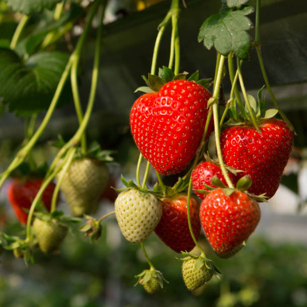 istock many red strawberries close up, strawberry plantation 1368734643