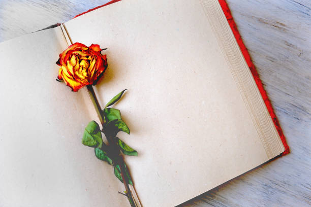istock Dry rose on open book. Vintage memories. Copy space 1368735579