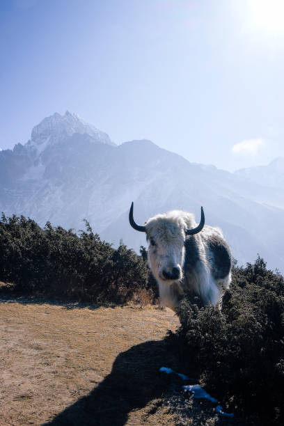istock yak in Khumbu Valley, Nepal 1368735652