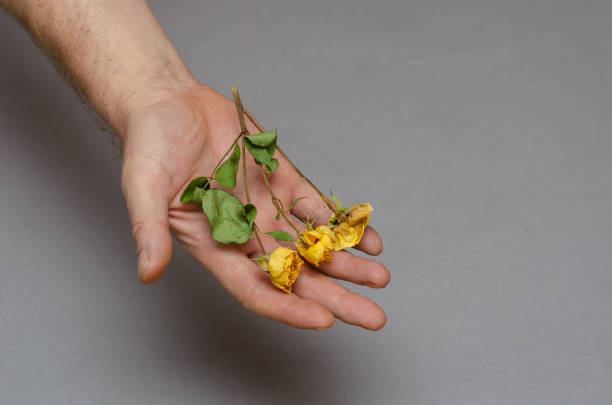 istock Three small yellow roses in a man's hand. 1368735969
