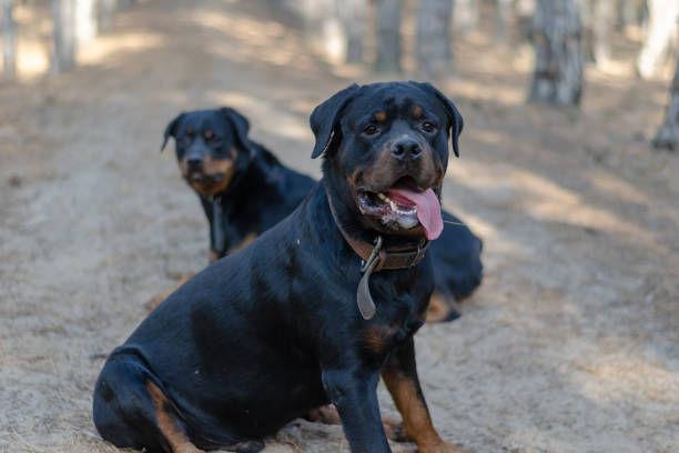 istock Two big black dogs sit on a path in the woods. 1368735973
