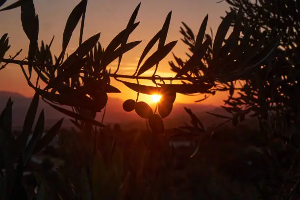 silhouette of the branch of an olive tree at sunset with the sun about to set. jaen