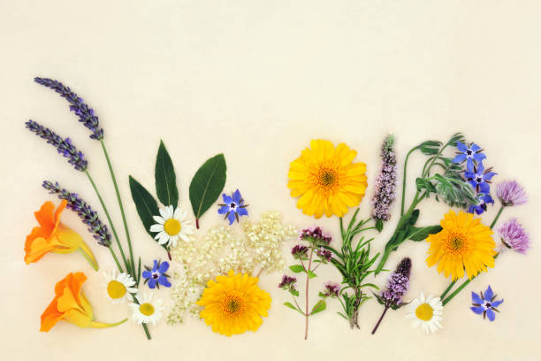 istock Herb and Flower Collection for Natural Healing 1368742580
