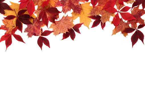 Autumn maple tree leaves fall arrangement leaving a white copy space and many colorful leaves