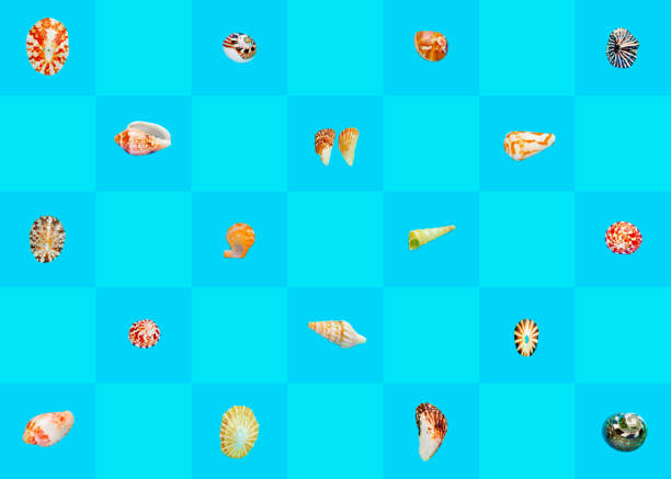 Flat Lay wallpaper background image of coastal seashells on a checkered blue background