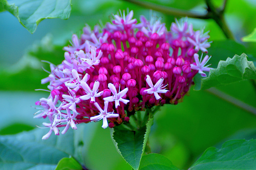Clerodendrum bungei / Rose Glory Bower