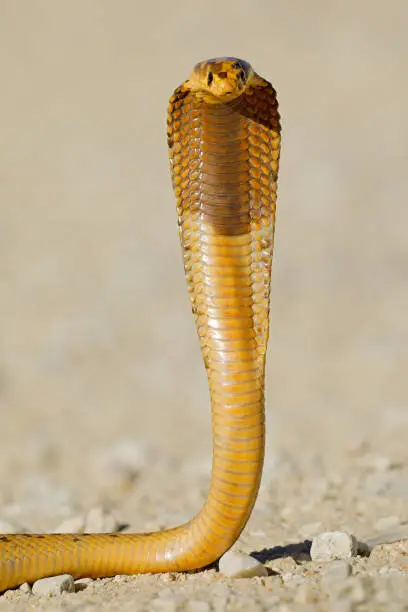 A defensive Cape cobra (Naja nivea) with flattened hood, Kalahari desert, South Africa