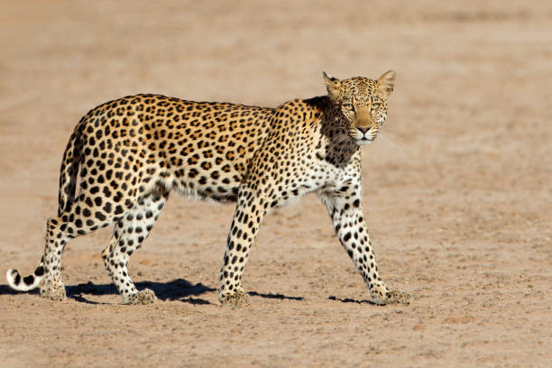 istock A leopard (Panthera pardus) walking, Kalahari desert, South Africa 1368743966
