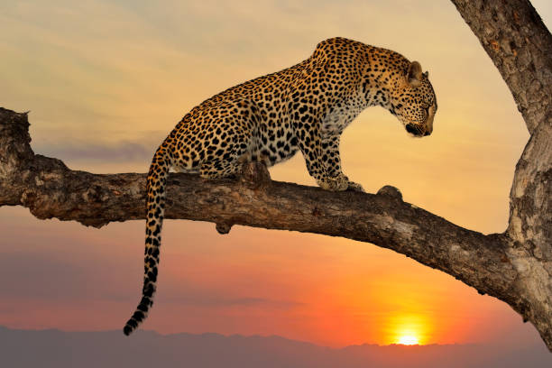 istock Leopard (Panthera pardus) sitting in a tree against a sunset, South Africa 1368743967
