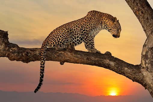 Leopard (Panthera pardus) sitting in a tree against an orange sunset, South Africa