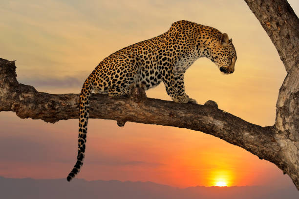 Leopard (Panthera pardus) sitting in a tree against a sunset, South Africa stock photo