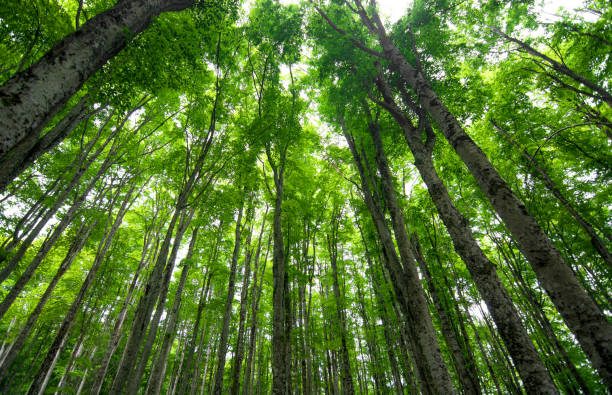 istock gorgeous spring trees climbs year round to the sky 1368744881
