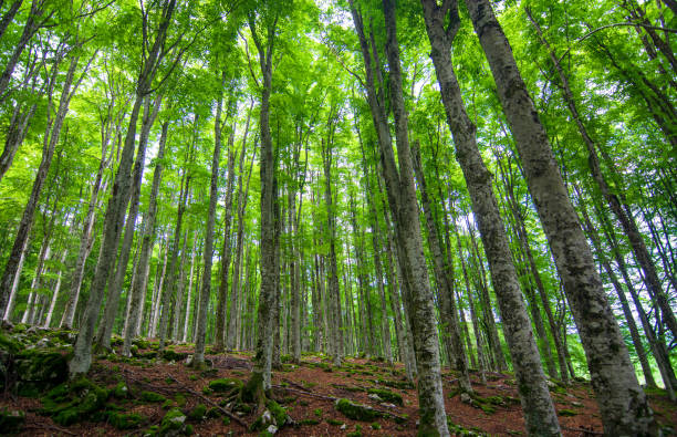 istock the importance of forests in slowing down climate change 1368744885