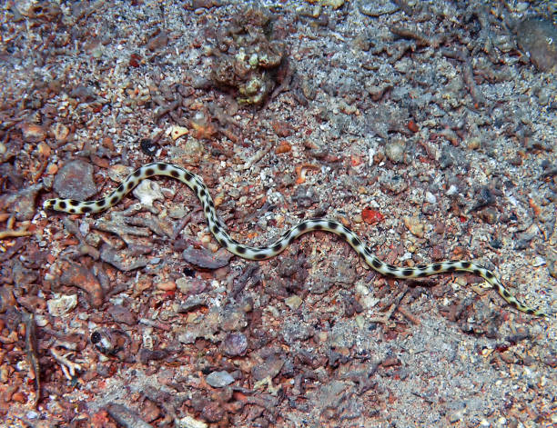 istock A Spotted Snake Eel (Ophichthus ophis) in the Red Sea, Egypt 1368745049