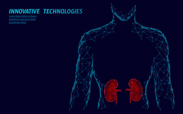 腎臓臓器男性低ポリゴンの 3 d 幾何学的モデルをシルエットします。泌尿器科系医学治療。将来の科学技術多角形の幾何学的なワイヤー メッシュ ベクトル図 - white background concepts three dimensional shape order点のイラスト素材／クリップアート素材／マンガ素材／アイコン素材