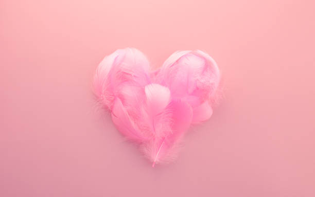 Pink feathers heart on a pink background. Creative Valentine day card