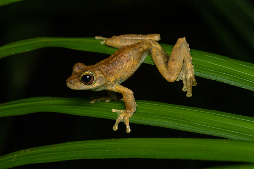 Green-eyed Tree Frog (Litoria serrata) climbing on a palm leaf at night. Kuranda, Queensland, Australia