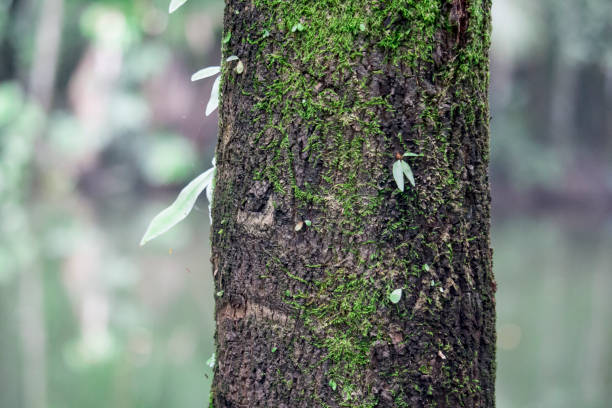 istock Blur background is a portrait of a tree. 1368749288