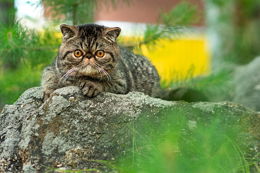 A cute brown tabby cat sits exotically on a large gray stone in the park on a summer day. The Persian kitten is afraid of traveling outdoors and looks around with fright